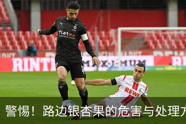 警惕！路边银杏果的危害与处理方法
